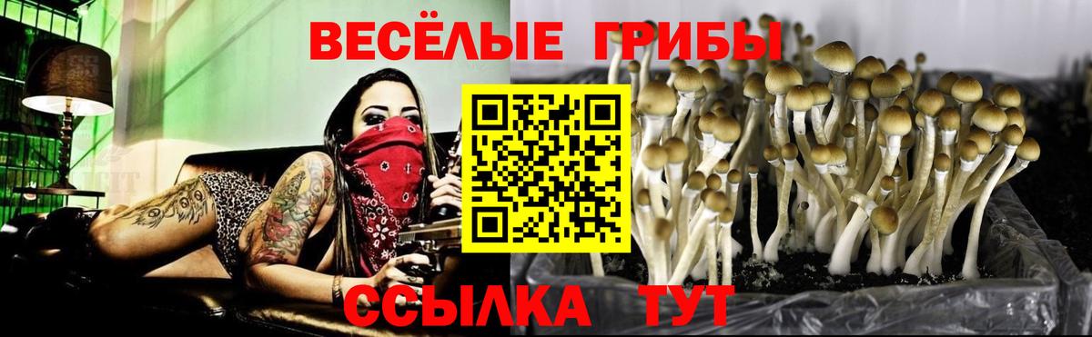 Галлюциногенные грибы Cubensis  Псилоцибиновые грибы Psilocybine cubensis  Вход с VPN  Тамбов 